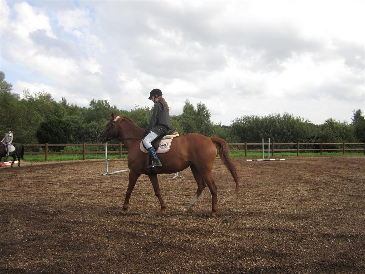 Hollandsk Varmblod | Lariemke | billede 19