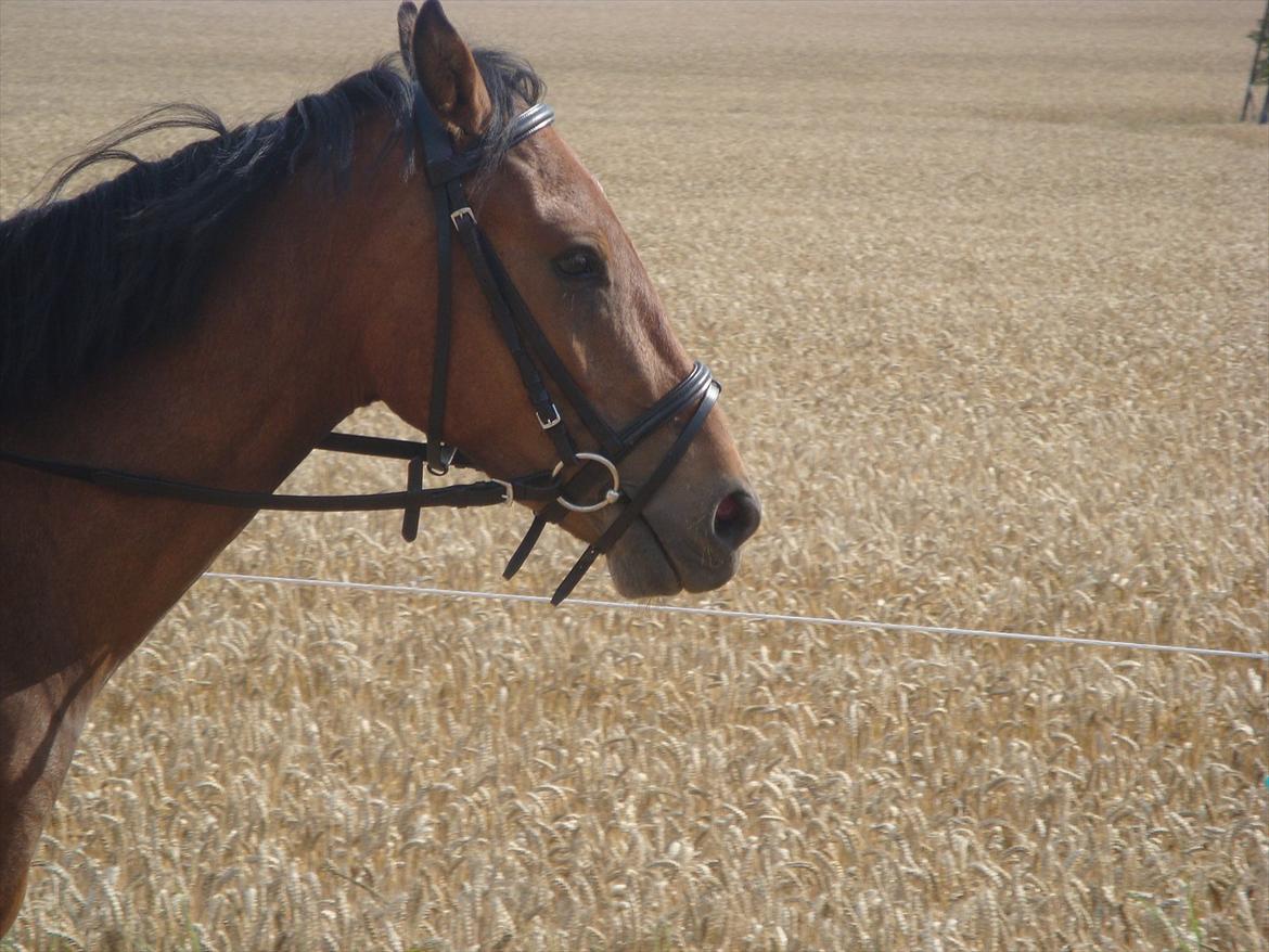 Pinto Robin :-) - lige da det her billeder blev taget kom det en Mejetærskere fordi og han var helt kold han hoppet ikke eller noget andet kan var ligeglad med den 

han er så dygtig min dejlige dreng

Foto: Mig billede 5