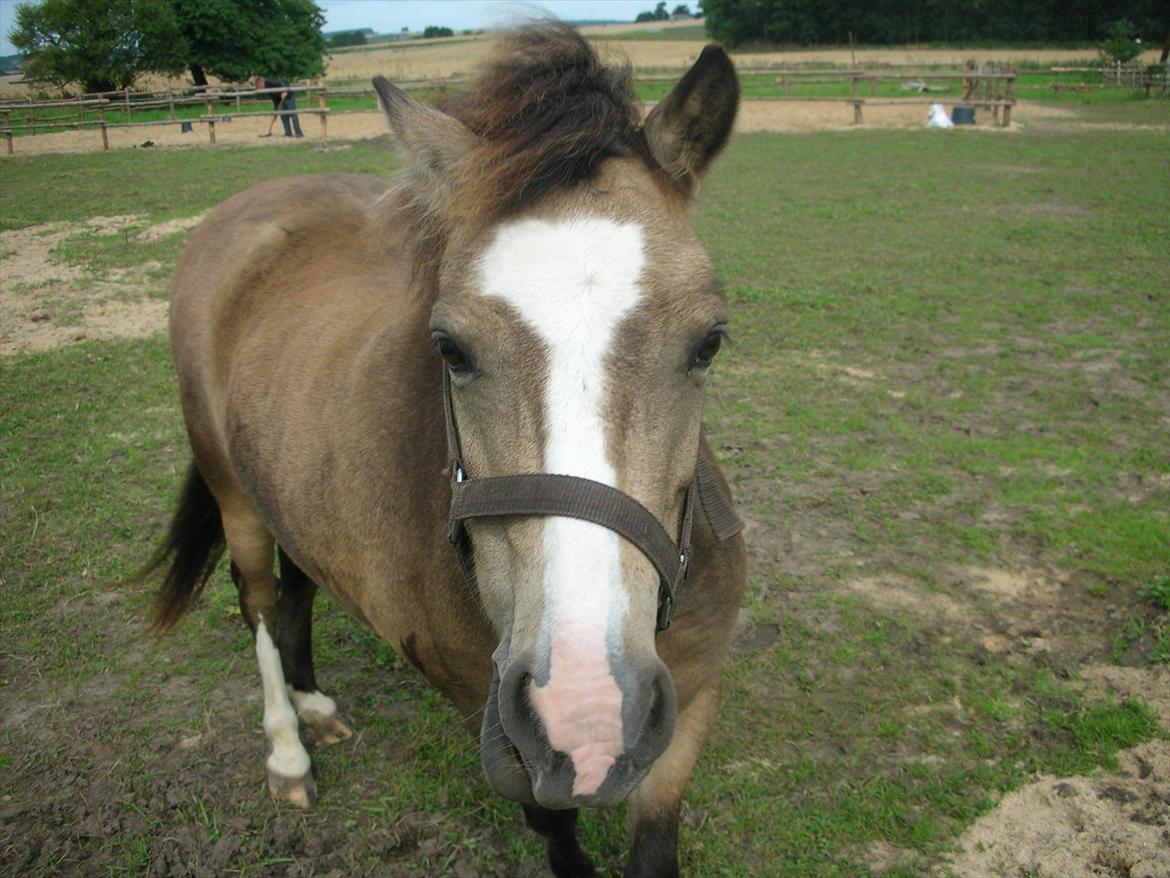 Welsh Mountain (sec A) pixeline star light ( Tidl. pony) billede 2
