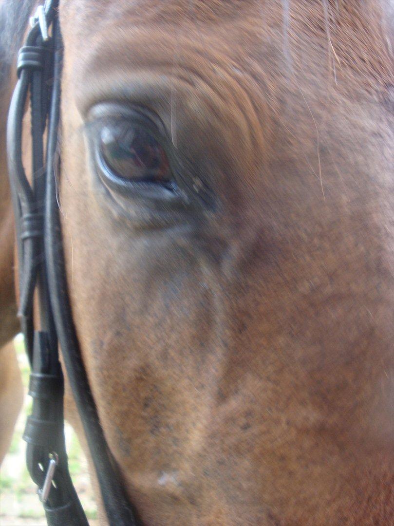 Pinto Robin :-) - Robin´s dejlige søde øjne

Foto: Mig billede 7