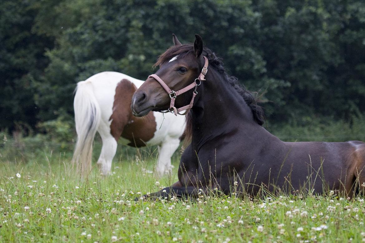 Anden særlig race Efina billede 1