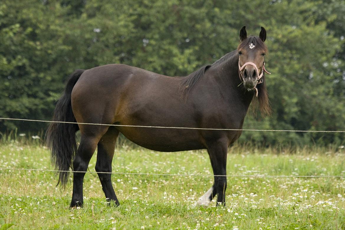 Anden særlig race Efina billede 2