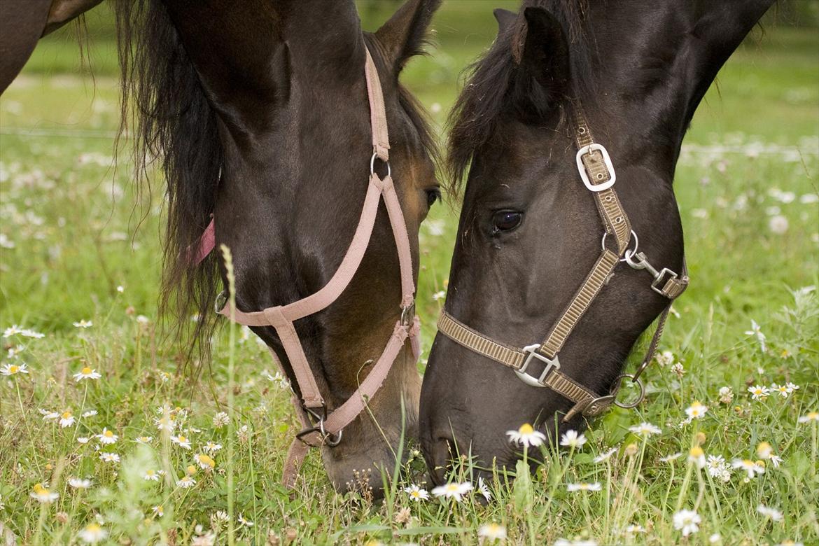 Anden særlig race Efina billede 3