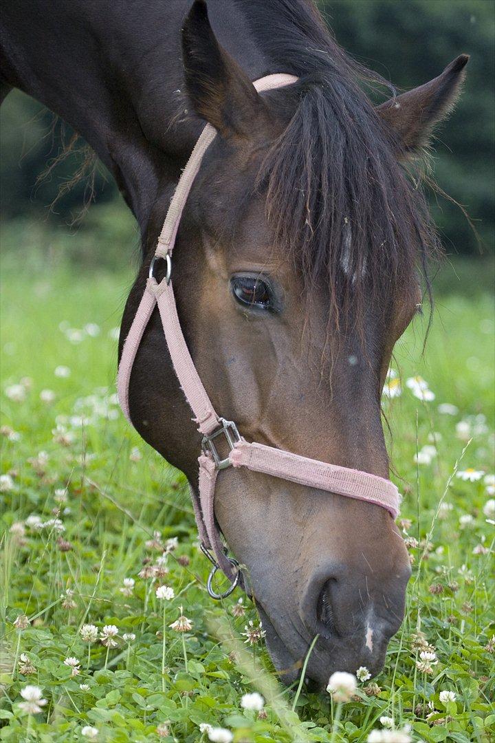 Anden særlig race Efina billede 4