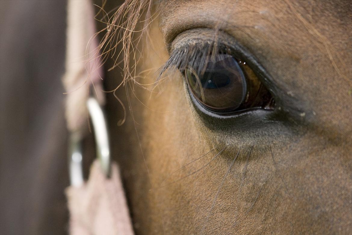 Anden særlig race Efina billede 5