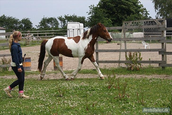 Welsh Partbred (Sec F) Blanding Alasho |My One| )´: - 19) Man kan ikke være perfekt, men perfekte for hinanden... <3 billede 18