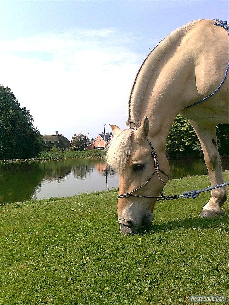 Fjordhest Pepsi Pony - lPeps <3l - 16) På tur <3  Foto: Mig :) billede 16
