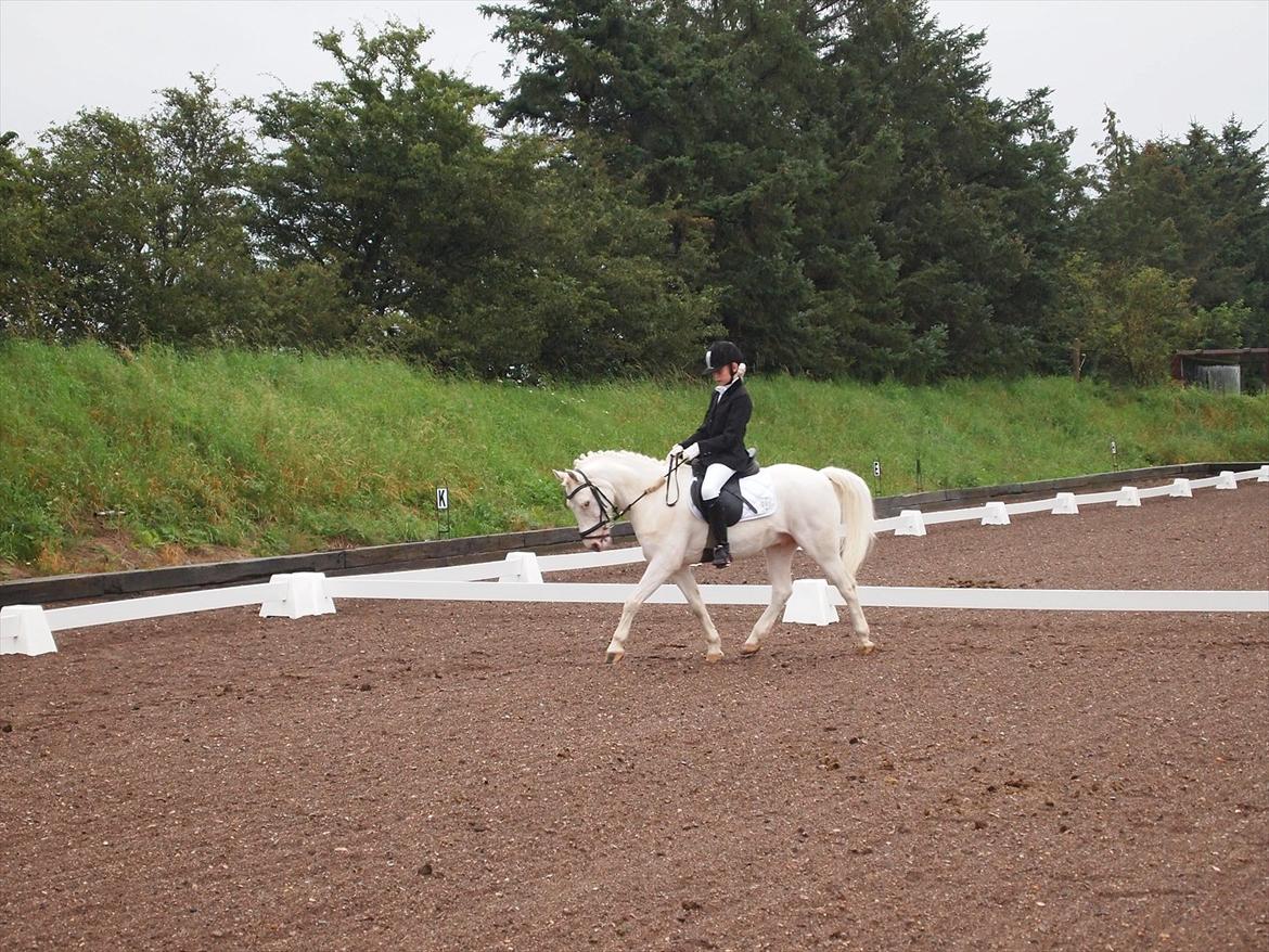 Anden særlig race Kenzo A-PONY - lisa og kenzo, til stævne i TRK billede 19