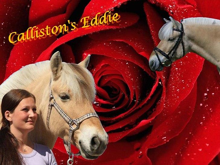Fjordhest Calliston's Eddie - Redigeret billede jeg har lavet :) Af den skønneste Eddie :D billede 1