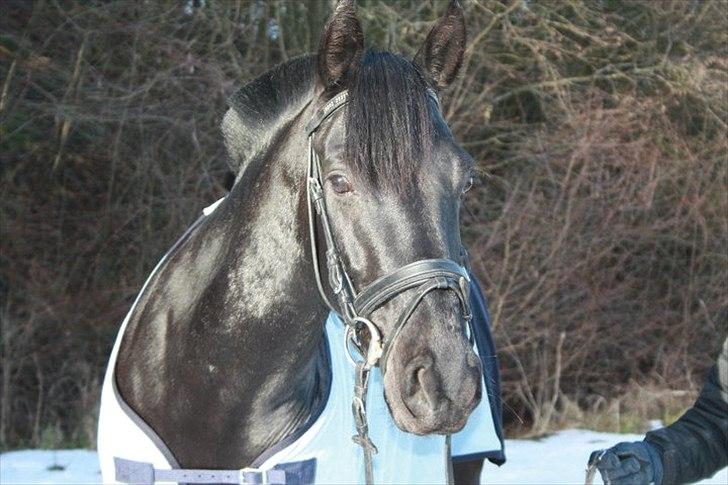 Anden særlig race Medomgårds Malle (Pensioneret) billede 12