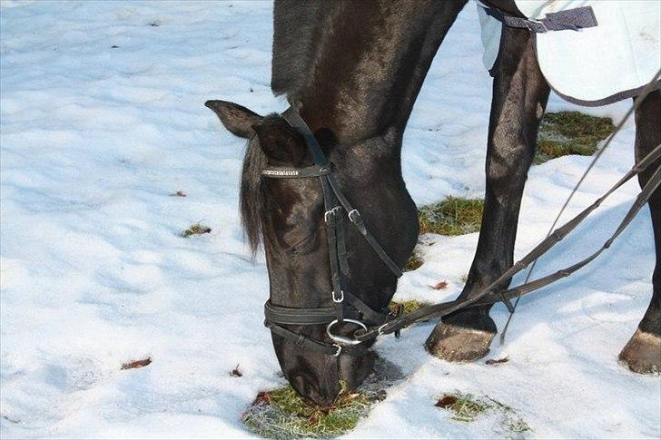 Anden særlig race Medomgårds Malle (Pensioneret) billede 5