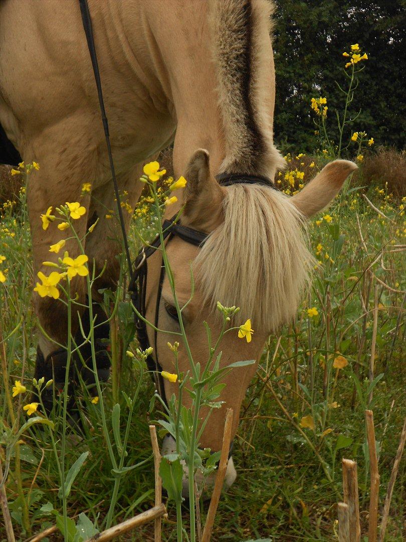 Fjordhest Pepsi Pony - lPeps <3l - 20) TAK fordi i kiggede, håber i har nydt det, lig gerne kommentar eller bedømmelse C; knus Laura & Peps
i <3
Foto: Sille :) billede 19