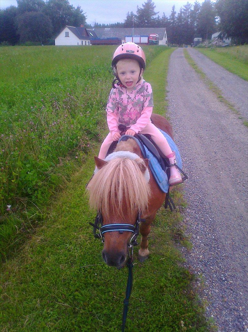 Shetlænder Lukas billede 3