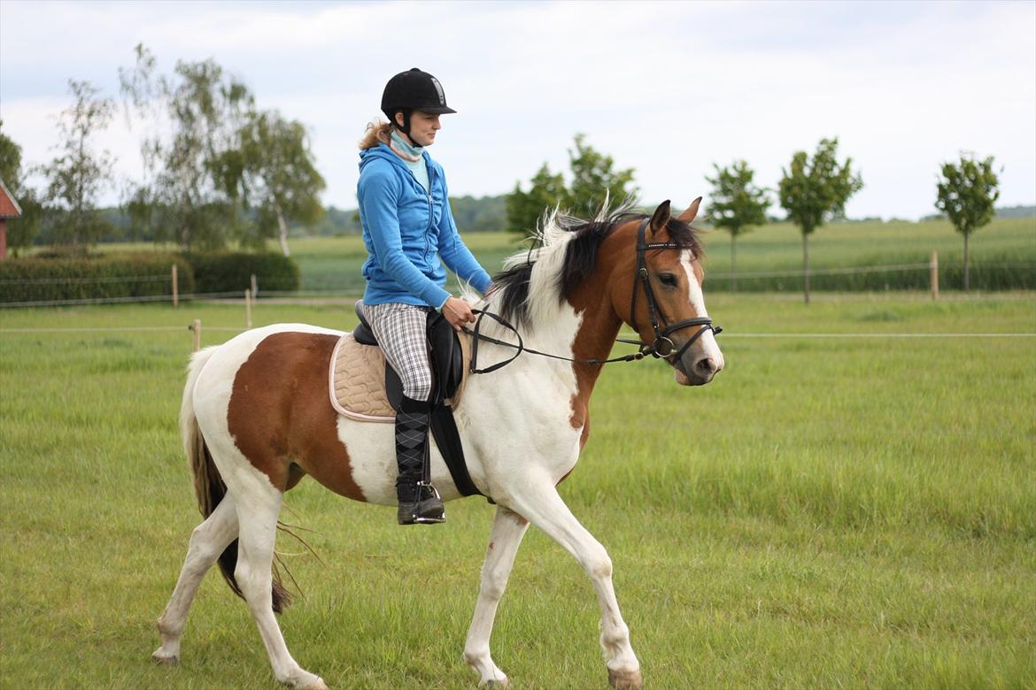 Pinto Jasmin billede 14