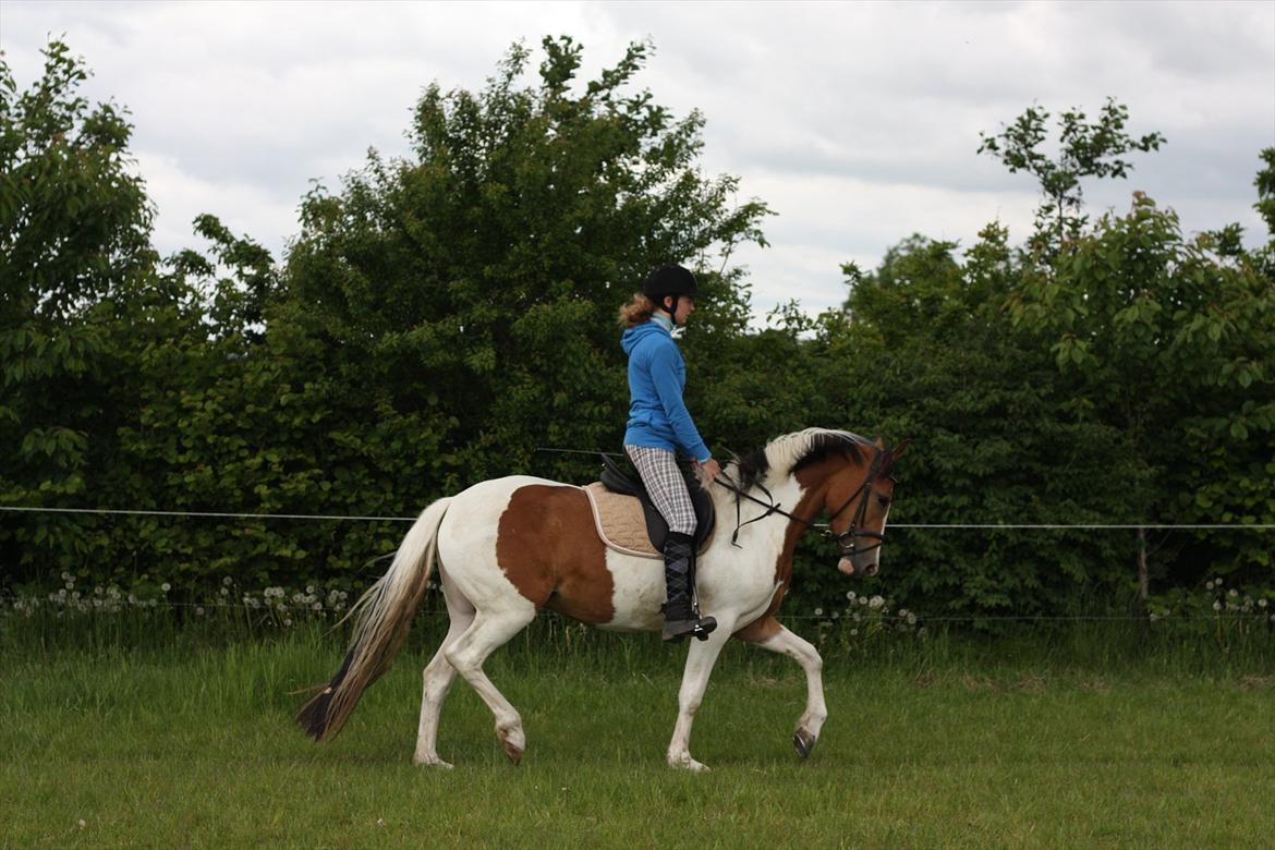 Pinto Jasmin billede 15