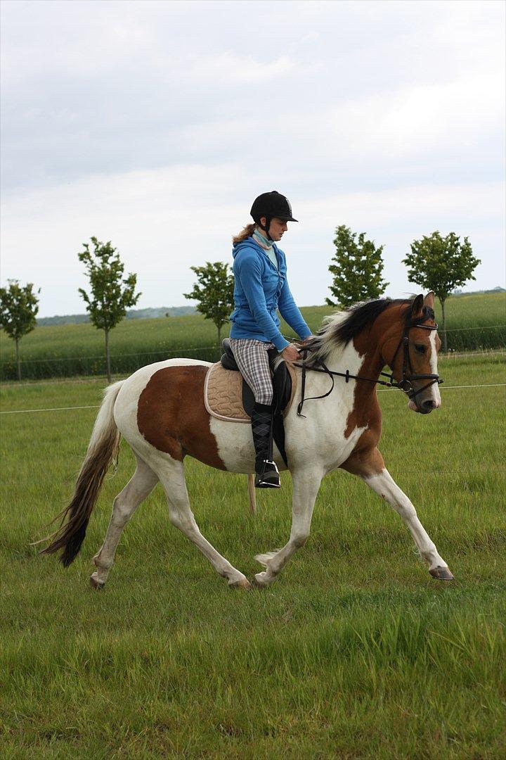 Pinto Jasmin billede 16