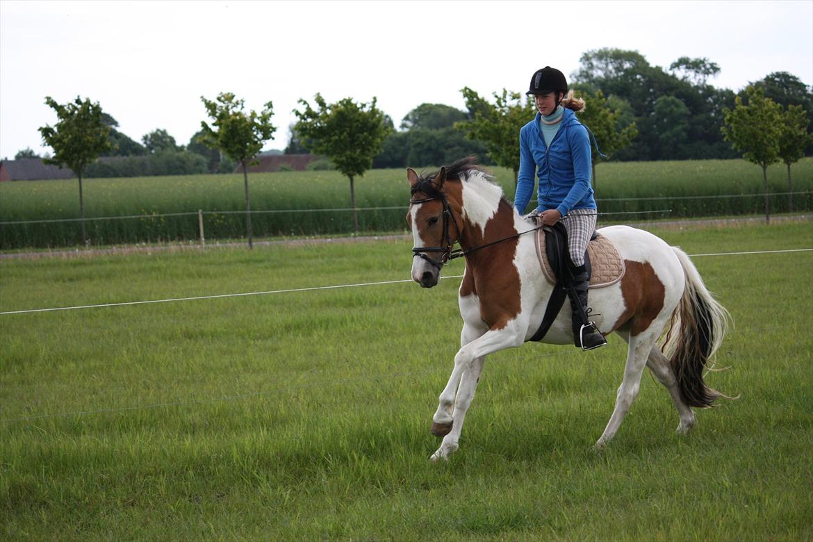 Pinto Jasmin billede 17