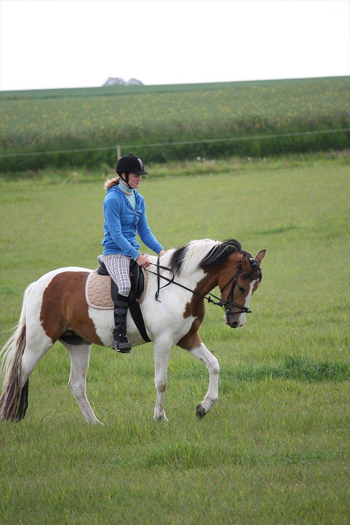 Pinto Jasmin billede 18