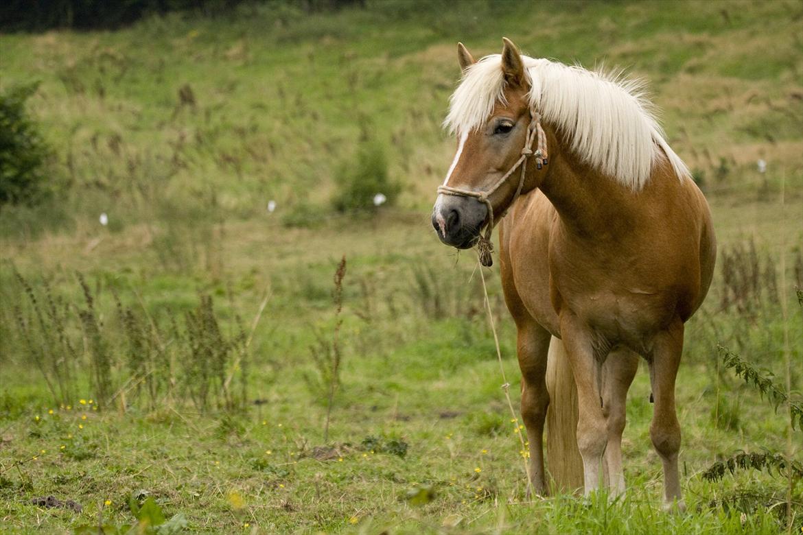 Haflinger Luna billede 1