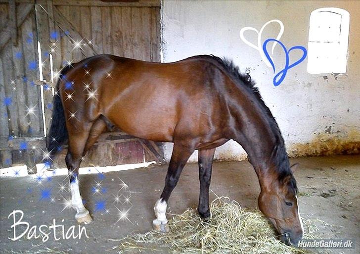 Anden særlig race ***Bastian*** billede 19