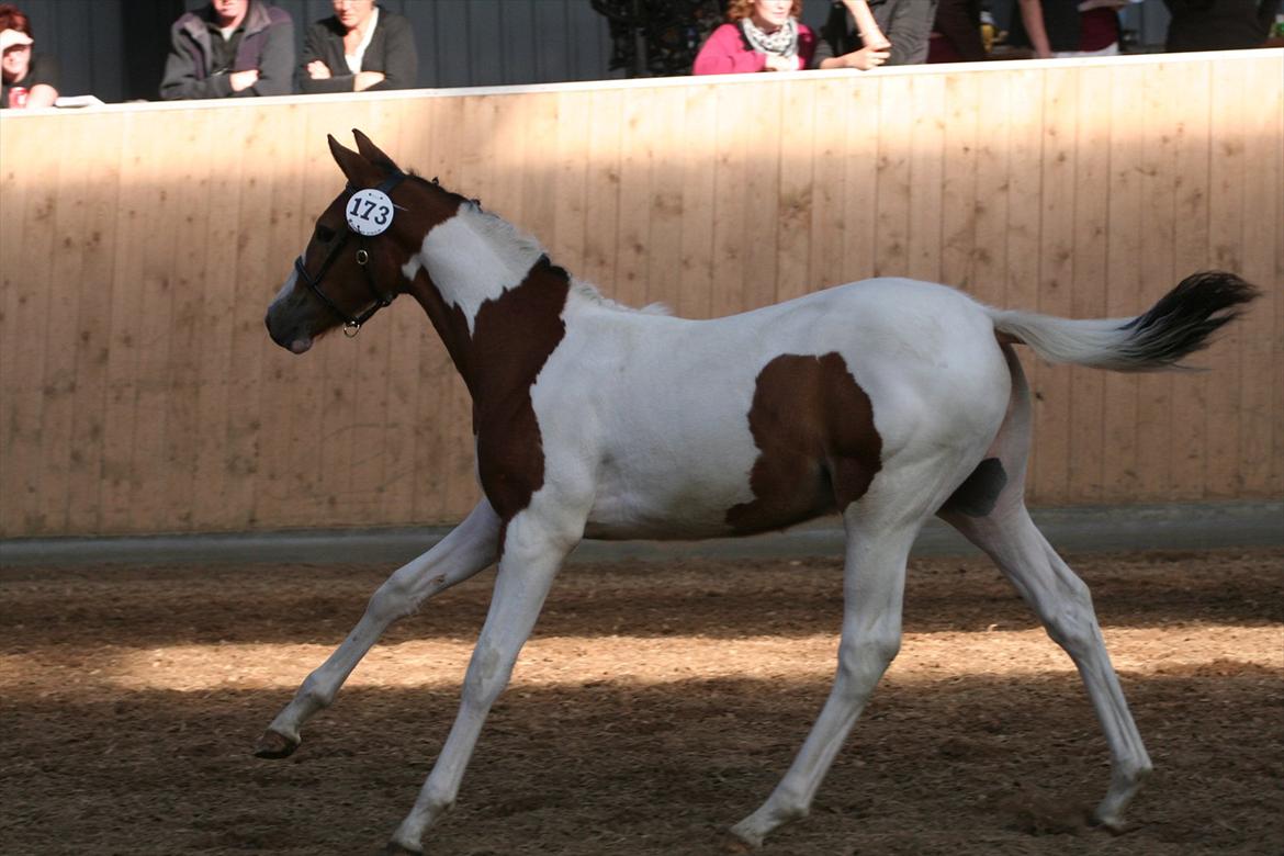 Pinto Jasmin - Til pinto kåring september 2008 billede 2