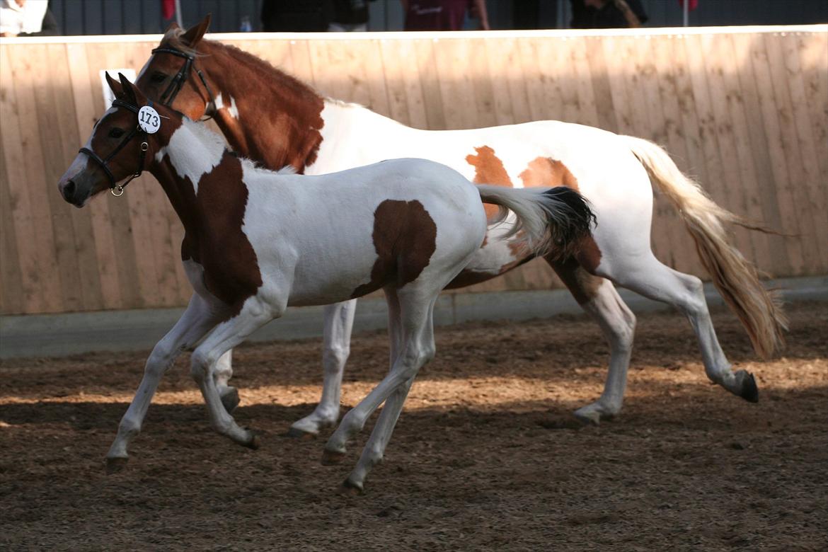 Pinto Jasmin - Jasmin og Pandora til føl bedømmelse billede 3