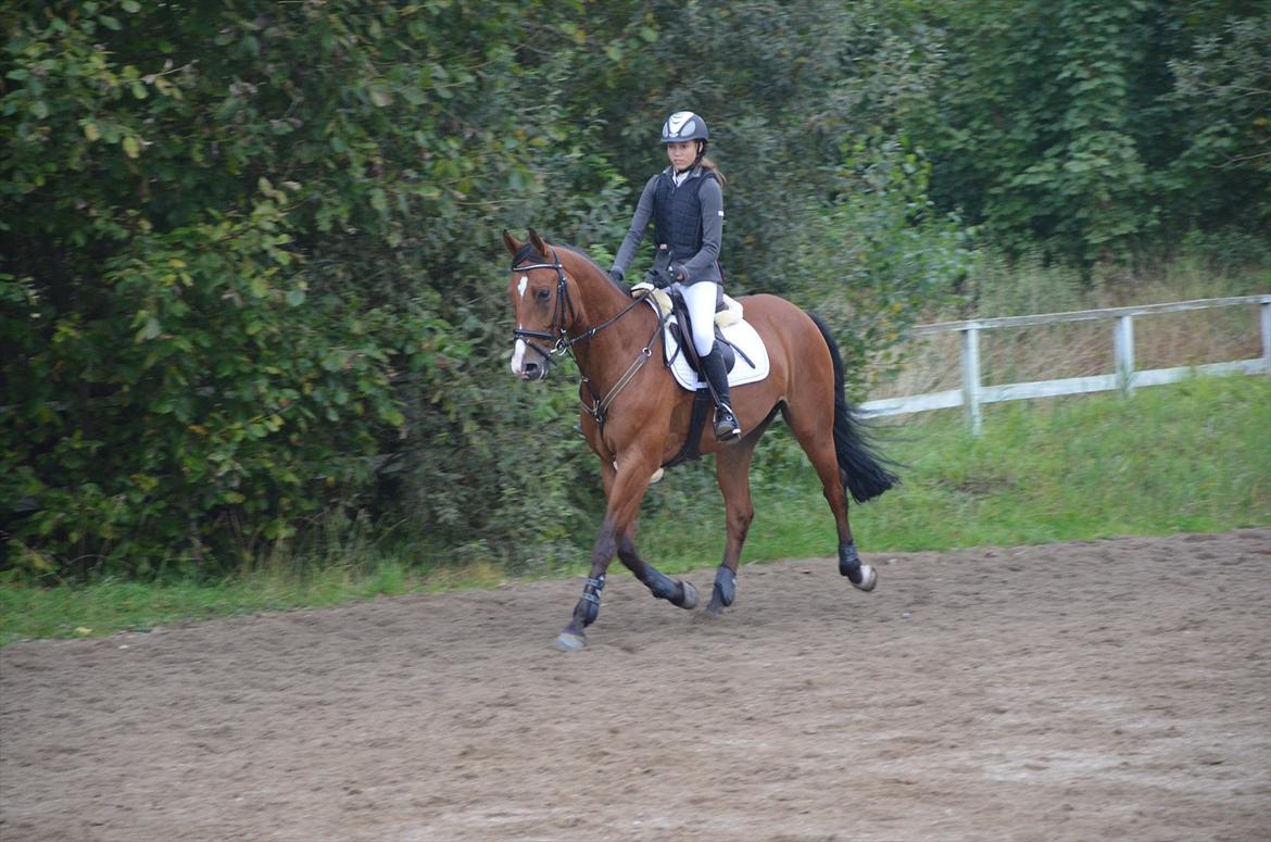 Belgisk varmblod Frutrillo - en lille trav på banen inden startsignalet var givet :-D <3 billede 16