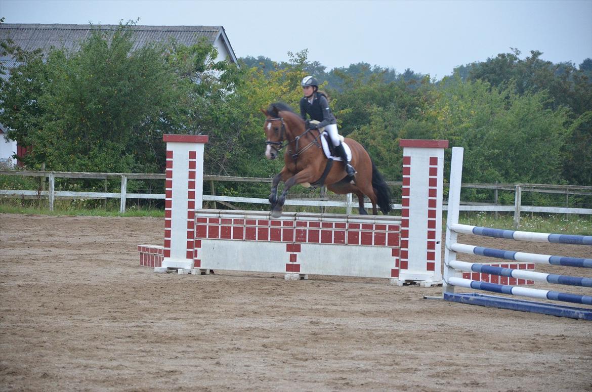Belgisk varmblod Frutrillo - Første sløjfespring. Red 2 x 90 cm og endte med to nulrunder <3 han var sej ! ;-) billede 2