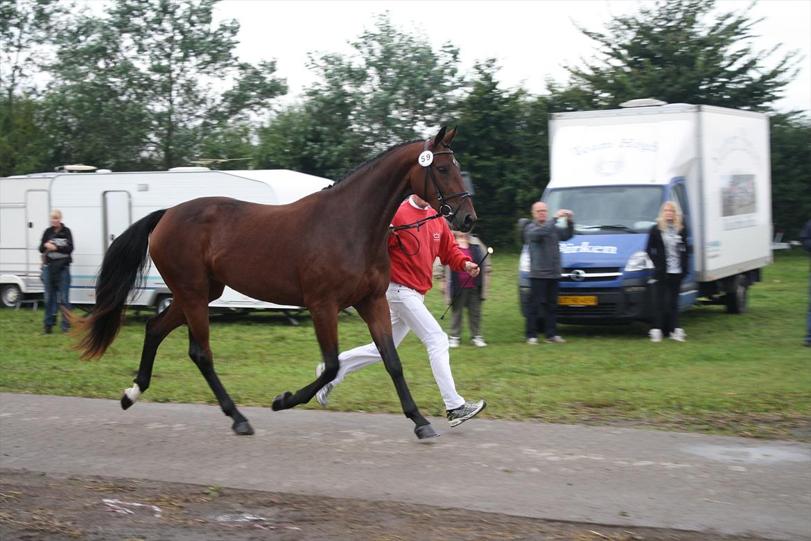 Dansk Varmblod Athene billede 11