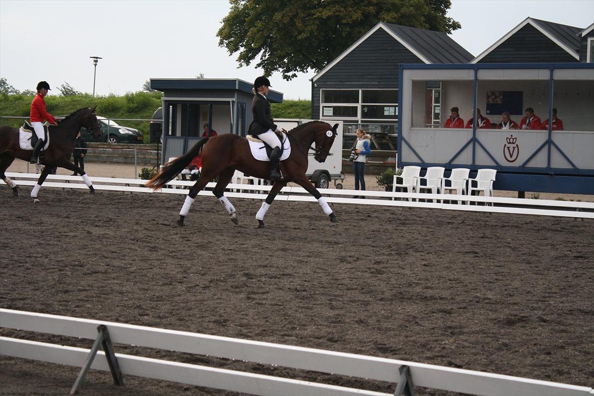 Dansk Varmblod Athene - Til kåring 2011 billede 12