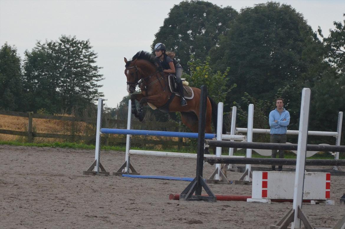 Belgisk varmblod Frutrillo - Til træning :-D foto: Amanda Haucke <3 billede 9