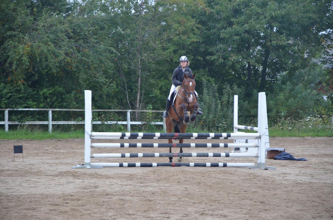 Belgisk varmblod Frutrillo - Den søøde lille hest! ;-) <3 billede 11