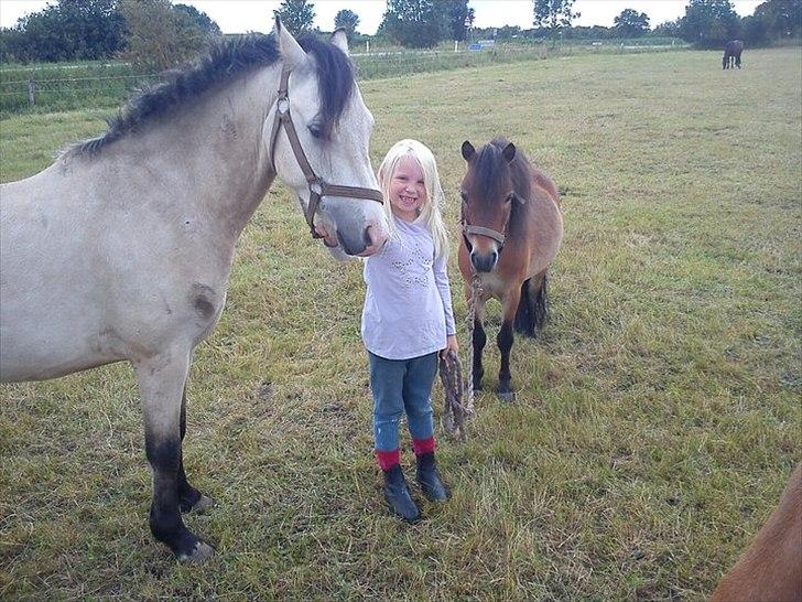 Welsh Partbred (Sec F) TF Soft Eyez - Soft, felix og jessica på marken. En meget stolt pige sammen med begge hendes heste. billede 16