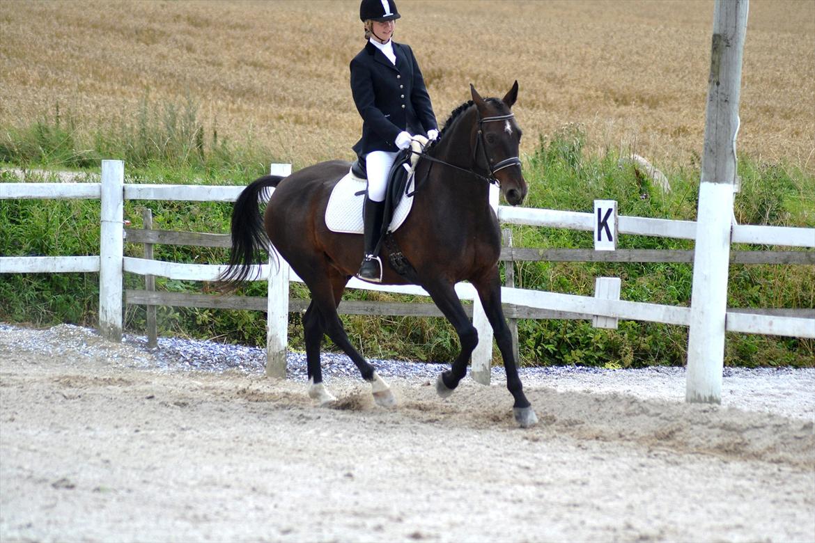 Holstener Galant - Stævne på NMRC. LC1= 3. plads med 63,7% 
Han gik langt over mine forventninger. Han var bare så sød!! <3 Foto: Louise TAK! billede 18