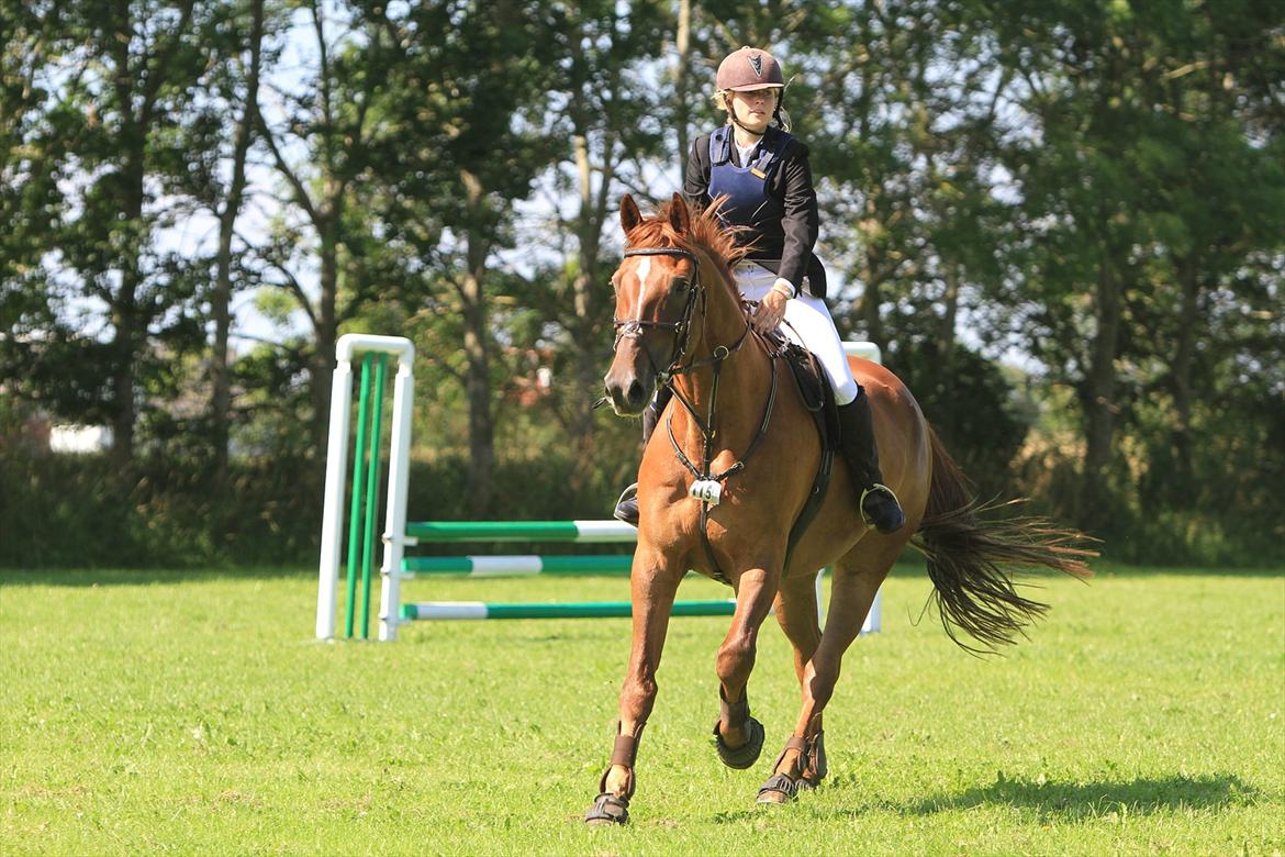 Pinto Red Coat Charfilo *Cody* billede 15