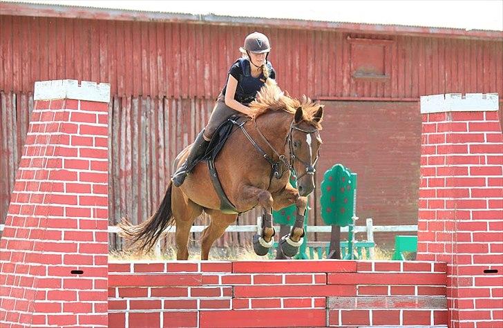 Pinto Red Coat Charfilo *Cody* billede 16