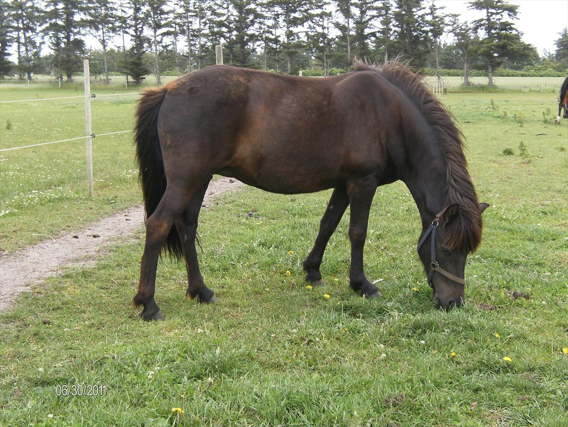 Islænder Nanna fra Sjørslev billede 13