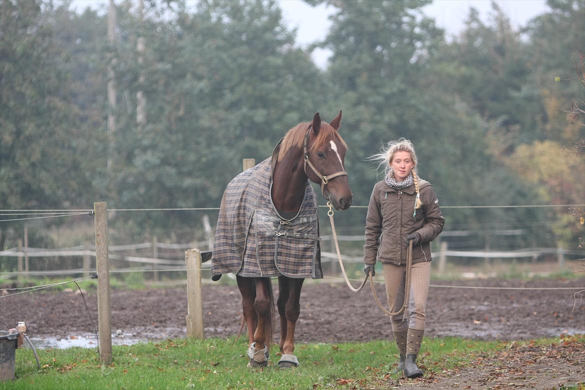 Pinto Red Coat Charfilo *Cody* billede 20