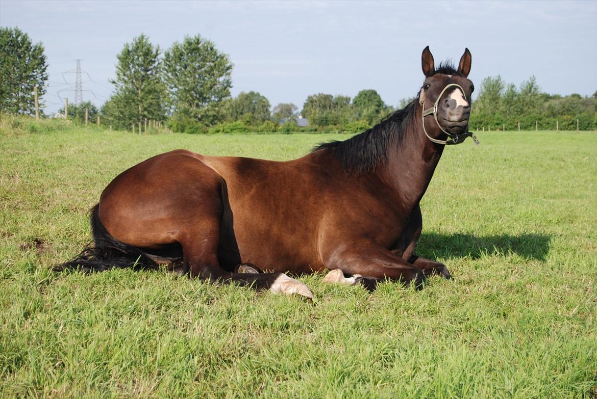 Hannoveraner Weltonas Star † billede 8