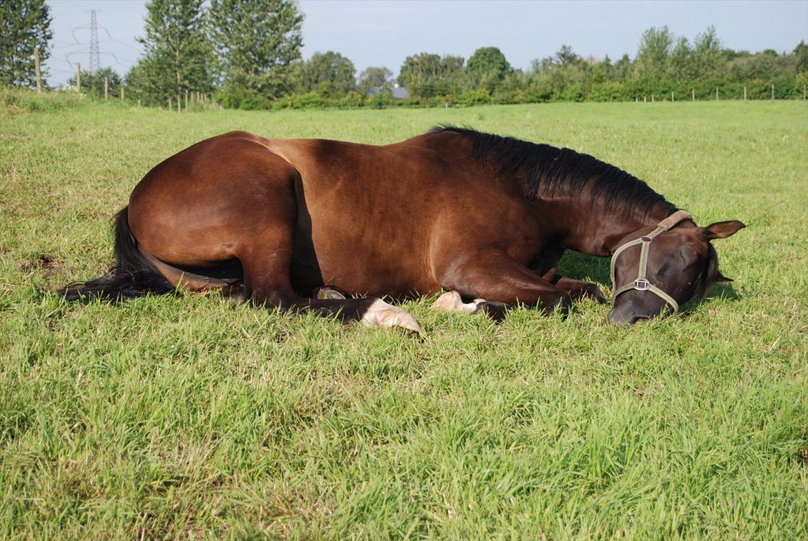 Hannoveraner Weltonas Star † billede 2