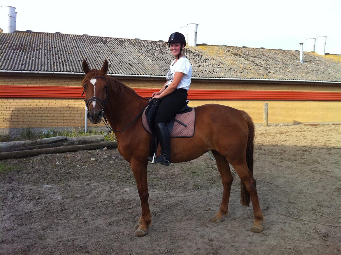 Hannoveraner Conelija billede 13