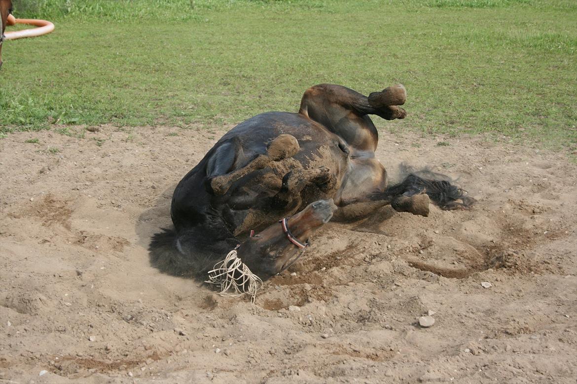 Anden særlig race Casino Royale(Black Star) - Rullebabe :P
..A good attitude + a good heart are everything, and you have both babe.. billede 9