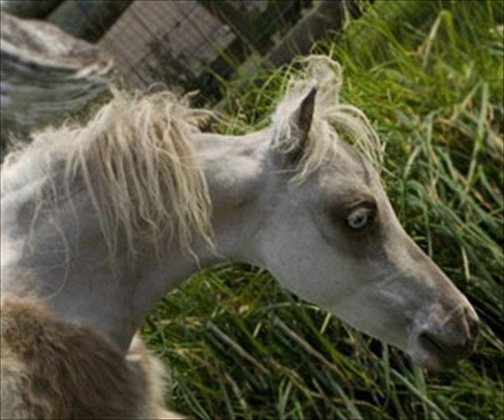 Amerikansk Miniature Elizabeth The Queen - Elizabeth som følle.
Foto:: K-pictures billede 13