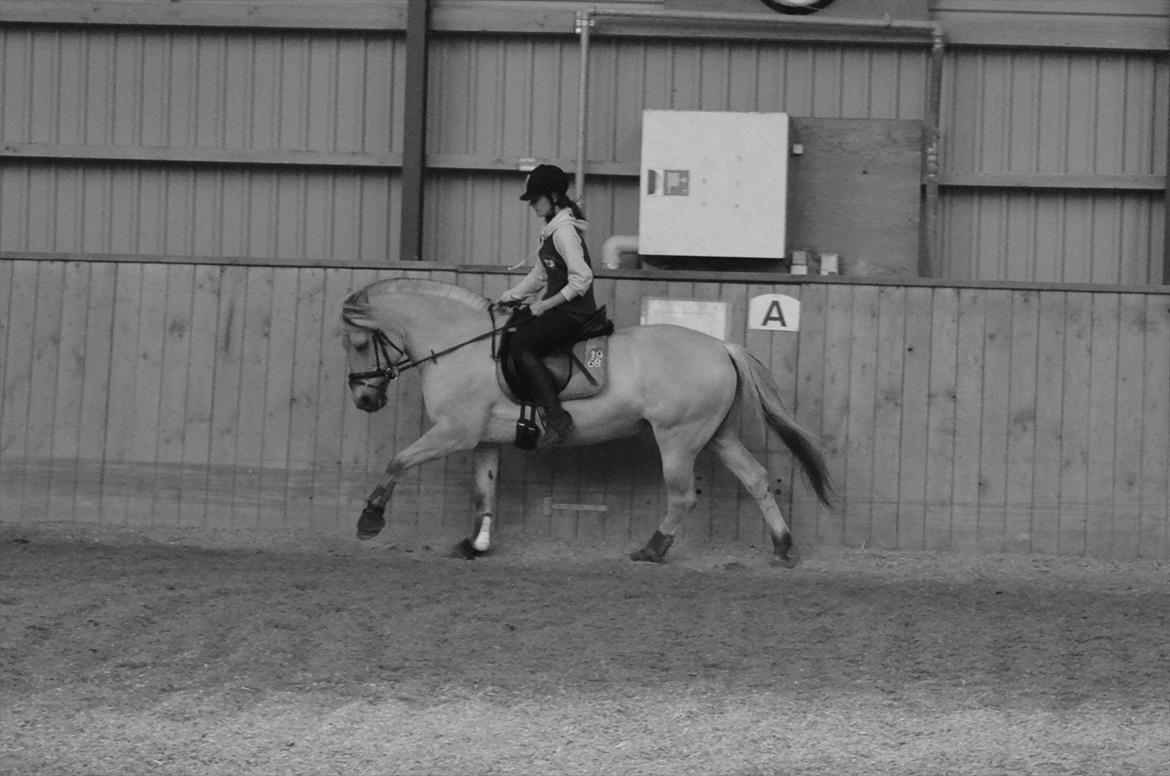 Fjordhest Bredekærgårds Tea R.I.P billede 17