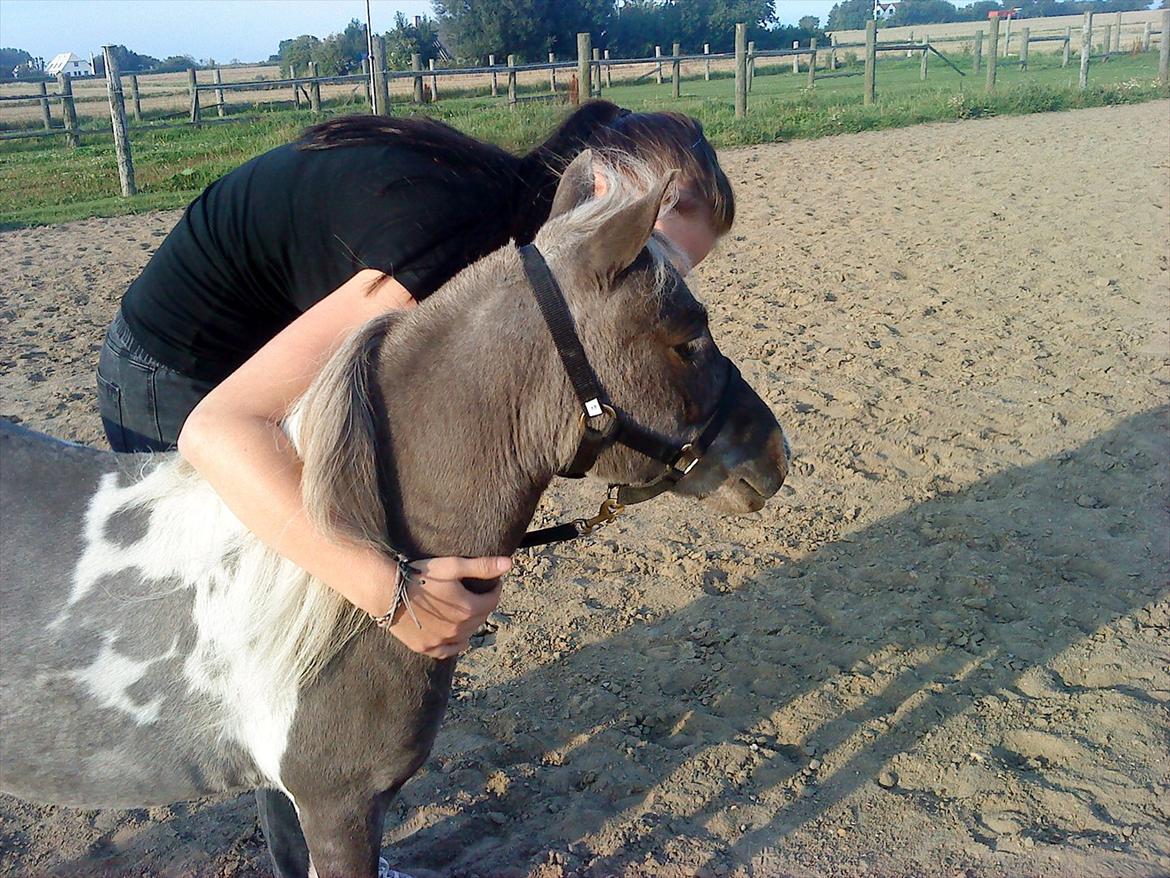 Amerikansk Miniature Elizabeth The Queen billede 17