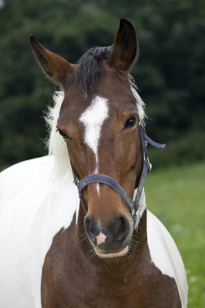 Pinto Shadow billede 1