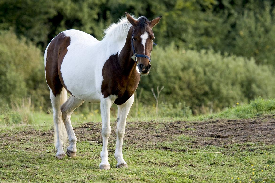 Pinto Shadow billede 2
