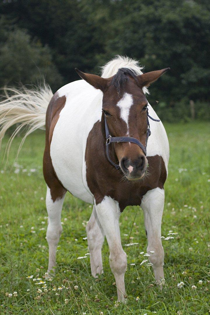 Pinto Shadow billede 3