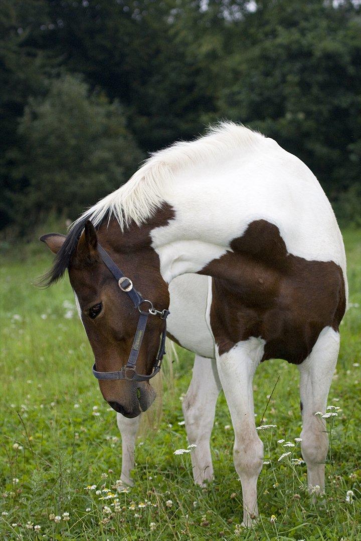 Pinto Shadow billede 4