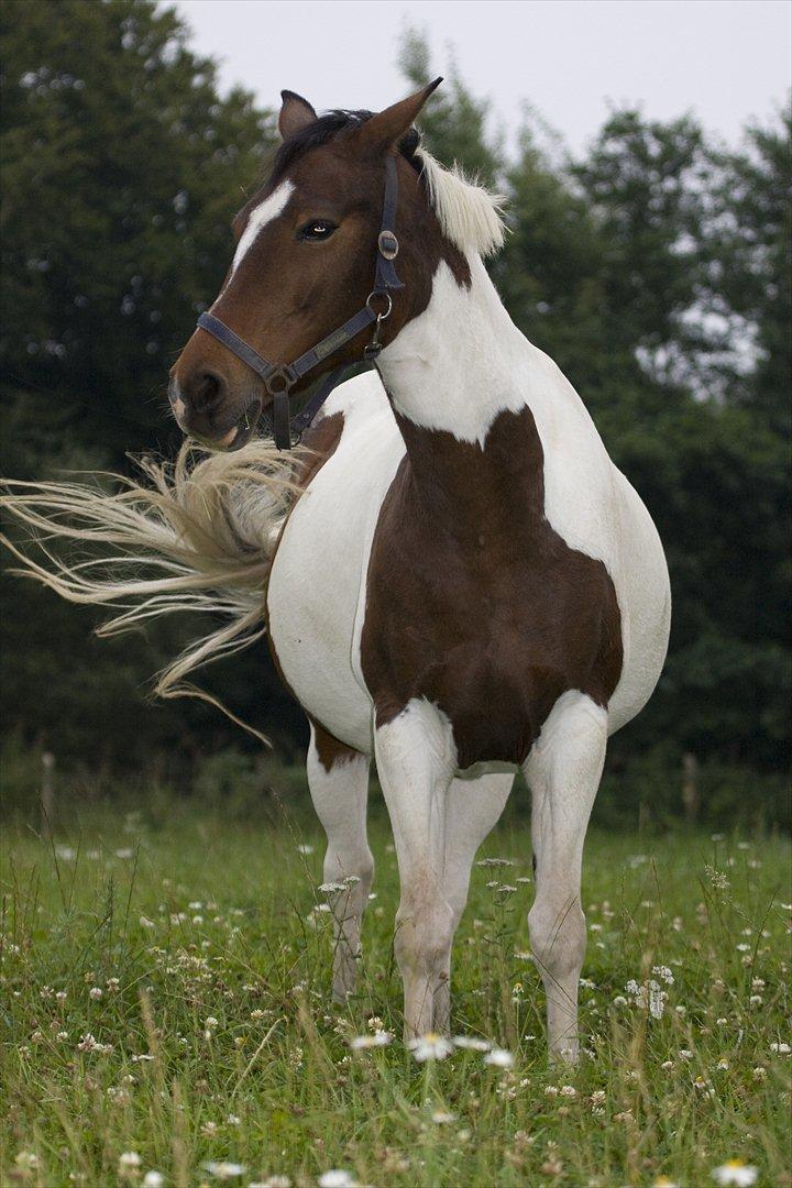 Pinto Shadow billede 5